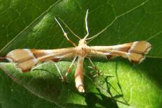 Drupadia resoluta - Hagedorngeistchen (Rosen-Federmotte, )